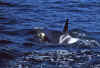 1998-07 Orcas Island 25 Whale Watching.jpg (194086 bytes)