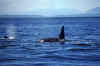 1998-07 Orcas Island 27 Whale Watching.jpg (165649 bytes)