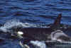 1998-07 Orcas Island 29 Whale Watching.jpg (196330 bytes)