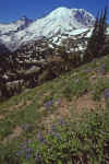 1999-08 Jon and Bobbi Mt Rainier NP 03.jpg (290905 bytes)