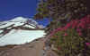 1999-08 Jon and Bobbi Mt Rainier NP 05.jpg (239640 bytes)
