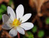 Bloodroot 1.jpg (122717 bytes)