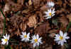 Bloodroot 2.jpg (174578 bytes)