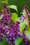 Lilacs01.JPG (159516 bytes)