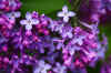 Lilacs02.JPG (126636 bytes)