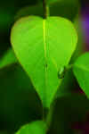 Lilacs04.JPG (87309 bytes)