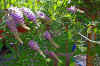 Wisteria_3.JPG (292108 bytes)