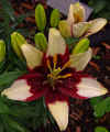 Lily 1.JPG (404967 bytes)