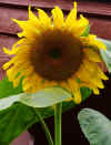 Sunflower_3.jpg (244513 bytes)