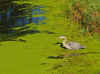 Heron_Sep-2010.jpg (446605 bytes)