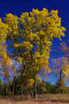 Fall_Color_Tamarack_04.JPG (410742 bytes)