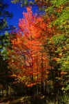 Fall_Color_Tamarack_08.JPG (490893 bytes)