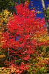 Fall_Color_Tamarack_10.JPG (489607 bytes)