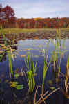 Lily_Pond_2.JPG (204374 bytes)