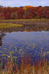 Lily_Pond_4.JPG (288997 bytes)