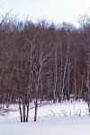 Bare_Trees_1.jpg (474713 bytes)