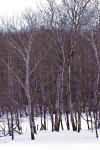 Bare_Trees_3.jpg (576007 bytes)
