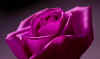Rose_1.jpg (95982 bytes)