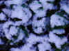 Snow_2.jpg (170640 bytes)