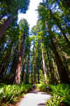 Redwoods_01.jpg (434849 bytes)