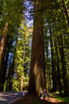 Redwoods_02.jpg (423528 bytes)