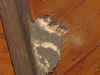 Barn_Swallows_1.jpg (356969 bytes)