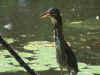 GReen Heron.JPG (560394 bytes)