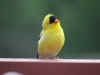 Gold_Finch_1.jpg (267891 bytes)