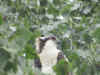 Osprey_2.jpg (344505 bytes)