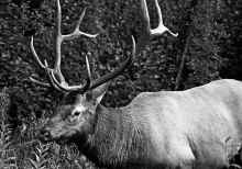 1981-09 Canadian Rockies 101.jpg (587550 bytes)