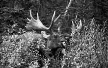 1981-09 Canadian Rockies 129.jpg (734926 bytes)