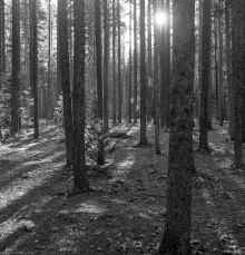 1981-Sept_Jasper_NP_006.jpg (2346551 bytes)