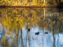 PA171008.jpg (1515981 bytes)