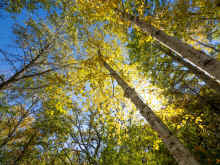 PA171034.jpg (1927479 bytes)