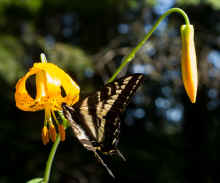 P7101063_60.jpg (195356 bytes)