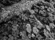 P9080339_40.jpg (354405 bytes)