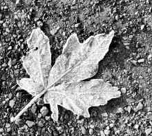 IMG_5183_80.jpg (1226233 bytes)