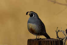 DSC_0520_02_80.jpg (115147 bytes)