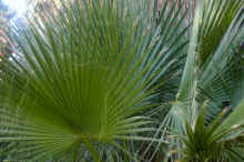 DSC_0787_02_60.jpg (870456 bytes)