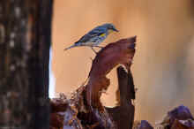 DSC_0833_02_60.jpg (363803 bytes)