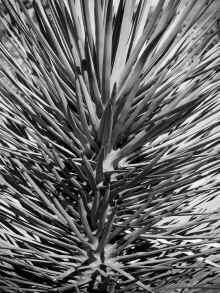 P2050389_60.jpg (838883 bytes)