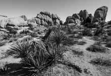 P2060492_60.jpg (1183534 bytes)