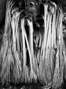 P2070565_60.jpg (986763 bytes)