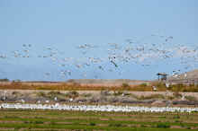 DSC_0016_04_60.jpg (777446 bytes)