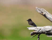 DSC_0062_04_80.jpg (194570 bytes)