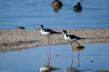 DSC_0784_03_60.jpg (469776 bytes)