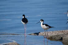 DSC_0804_03_60.jpg (395498 bytes)