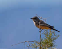 DSC_0912_03_80.jpg (146338 bytes)