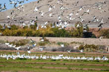 DSC_0986_03_60.jpg (789739 bytes)