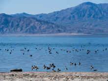 P2080654_60.jpg (724778 bytes)